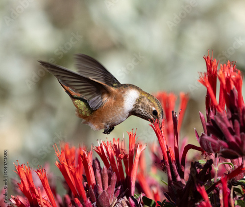Hummingbird feeding on flower