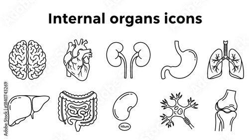 Vector illustration of human internal organs presented as minimalist line art icons, perfect for medical education, biology, and health-related content