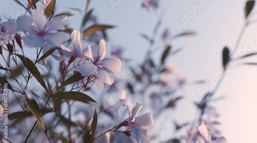 Serene floral blossoms in soft focus against a tranquil pastel sky
