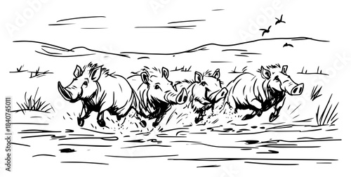 Wild boar herd running vector illustration. Group of pigs moving fast in nature. Wildlife animal sketch.