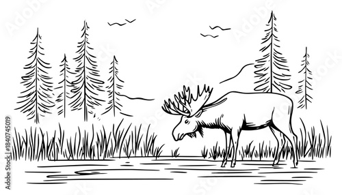 Moose standing in river vector illustration. Wild elk animal with antlers in pine forest water landscape. Nature wildlife sketch.