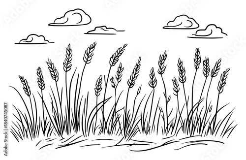 Wheat field meadow vector illustration. Tall grass stalks or grain growing in nature. Agriculture plant sketch.