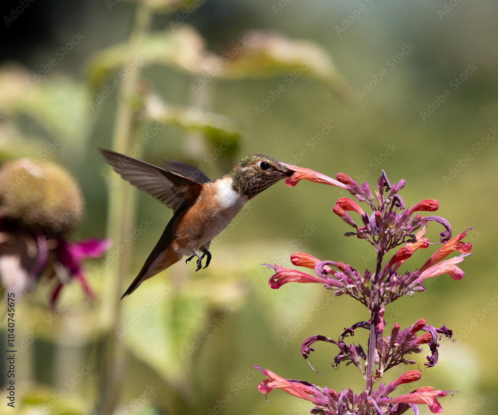 Naklejka premium hummingbird feeding on a flower