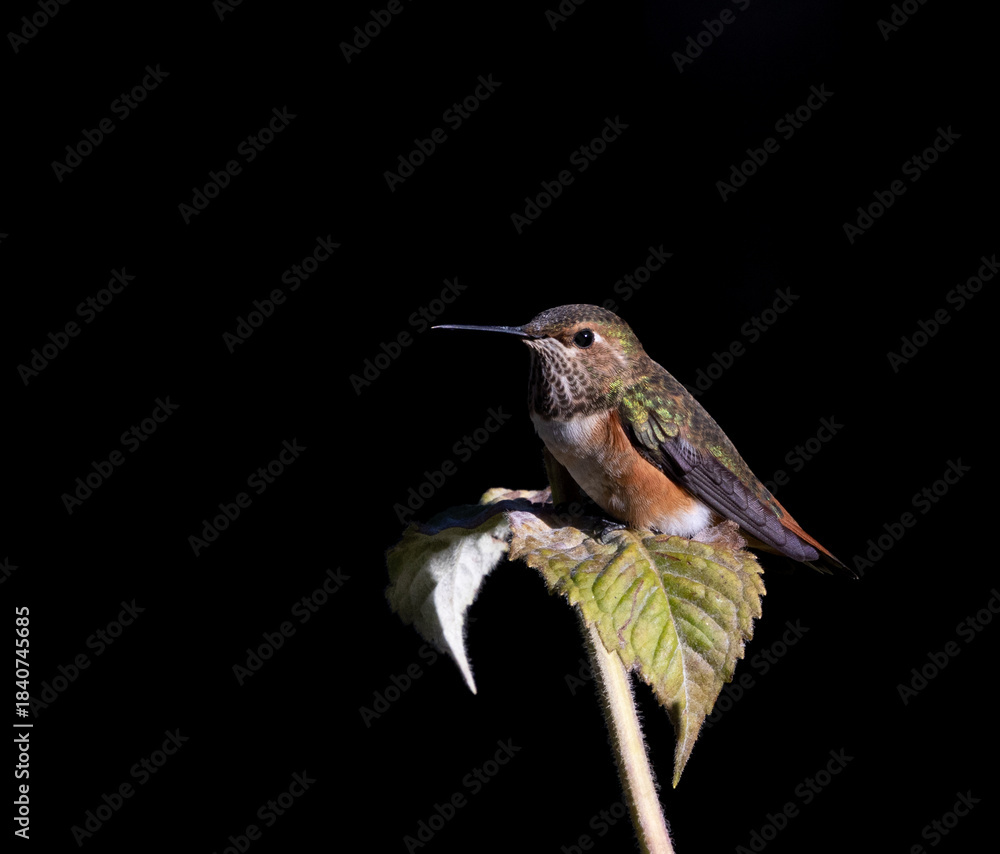 Fototapeta premium hummingbird on a branch