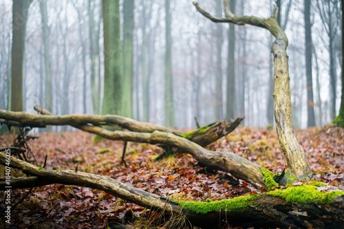 Wallpaper Mural A large moss covered branch in the Kobiór forests near Tychy, in an autumn woodland with morning fog. The branch resembles a hand, creating an intriguing natural composition. Torontodigital.ca