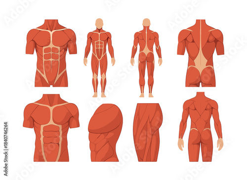 Human muscle anatomy, flat vector illustration, body structure, muscular system