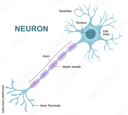 Vector infographic depicting the structure of a neuron, including the nerve cell, its axon, and the myelin sheath.
