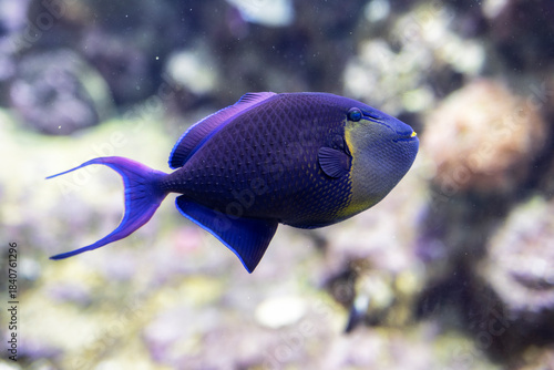 Pesce Balestra Nero, Odonus niger, Acquario di Genova, Liguria, Italia, Europa
