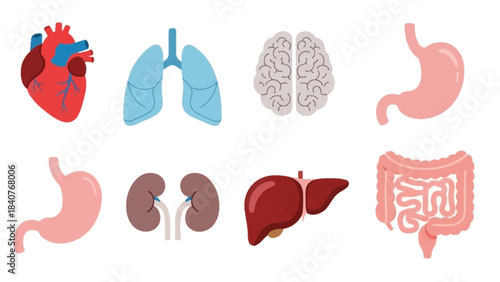Infographic illustration of human organs including heart, lungs, brain, stomach, kidneys, liver and intestines on a white background.
