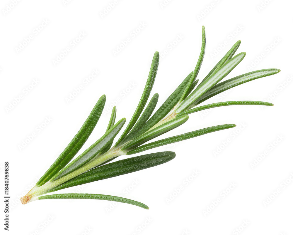 Fototapeta premium Fresh Rosemary Herb Isolated on White