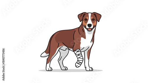 Dog with leg bandage standing and smiling on a white background, concept of Medicine  