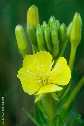 closeup of evening primrose