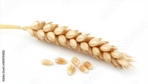 grain and ears of wheat isolated on white background