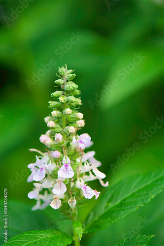 closeup of American germander