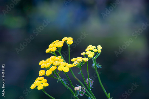yellow flowers in the garden