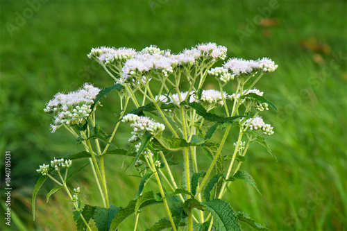 white flowers on green grass