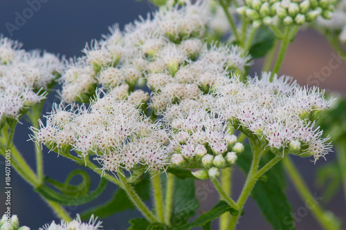 closeup of boneset flowers