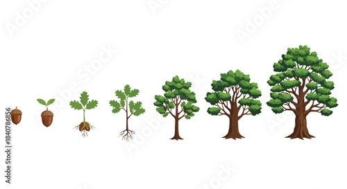 Oak tree life cycle stages with transparent background