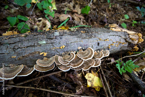 Turkey Tail fungi on a fallen log