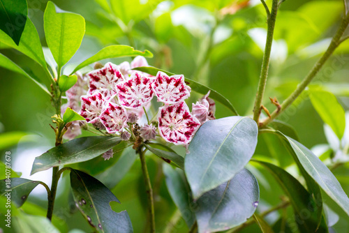 Red and white striped blooms of the Minuet variety of Mountain Laurel