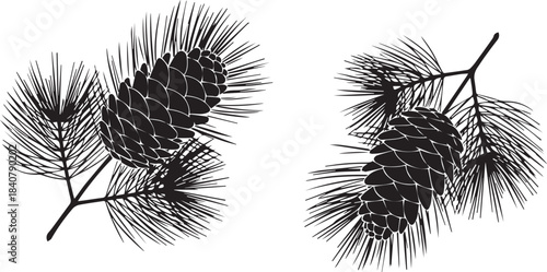 Black and white illustration of two pine cones with needles on branches