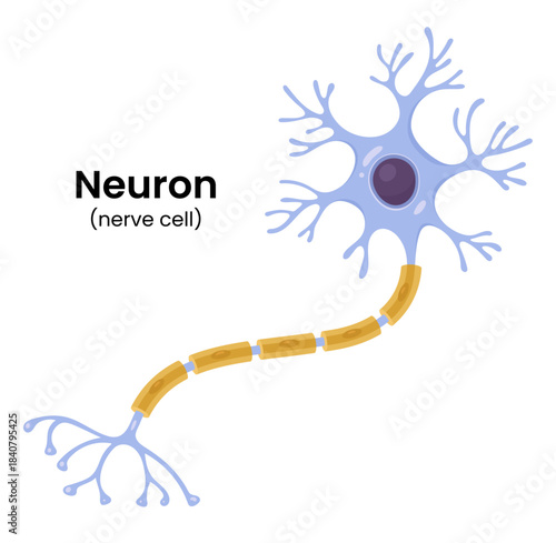 Vector illustration depicting the structure of a neuron, including the nerve cell, its axon, and the myelin sheath