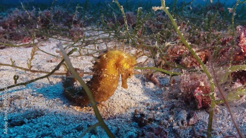 Beautiful marine life - Yellow seahorse in a deep sand seabed