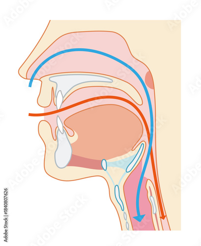 咽頭と喉頭から気管と食道までがわかる人物の横断面図