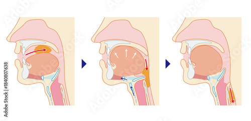 咽頭と喉頭から気管と食道までがわかる人物の横断面図