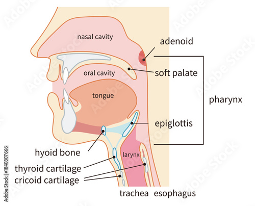 咽頭と喉頭から気管と食道までがわかる人物の横断面図