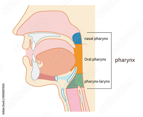 咽頭と喉頭から気管と食道までがわかる人物の横断面図