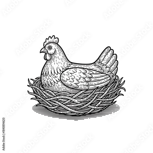 Detailed line art illustration depicts a domestic fowl sitting upon its woven nest