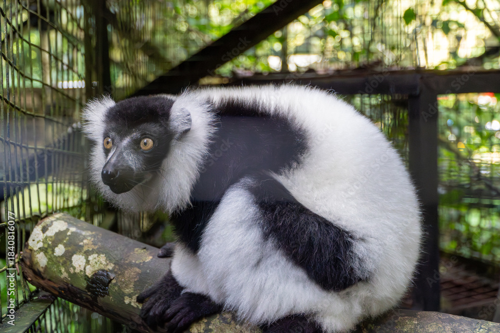 Fototapeta premium Indri Lemur Resting on Branch, Madagascar Wildlife