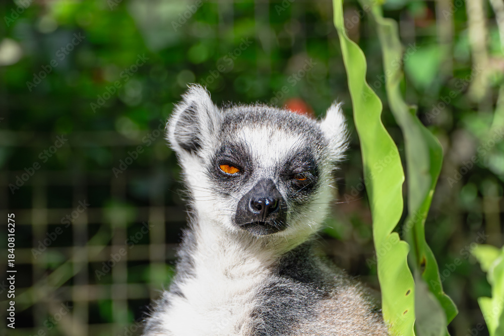 Fototapeta premium Lemur Portrait: Close-up of a Ring-Tailed Lemur in Lush Greenery