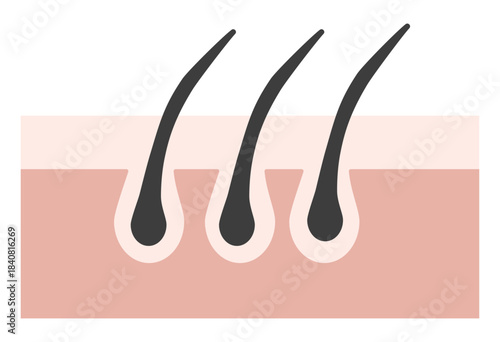Hair Follicle and Pore Cross-Section Illustration Showing Skin Structure