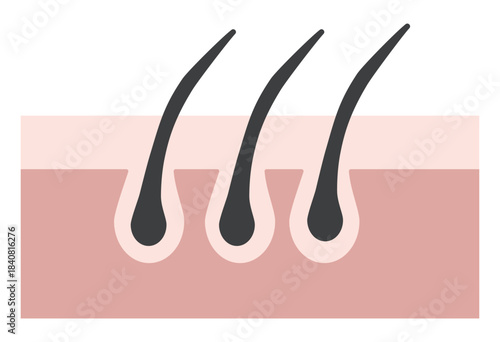 Hair Follicle and Pore Cross-Section Illustration Showing Skin Structure
