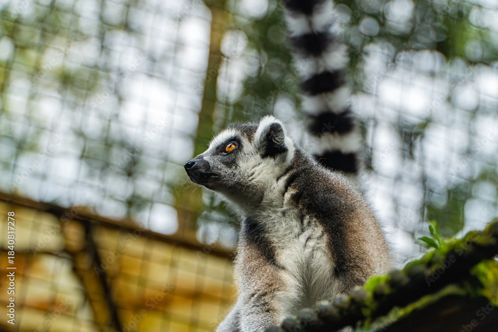 Fototapeta premium Ring-tailed Lemur Gazing, Wildlife Portrait