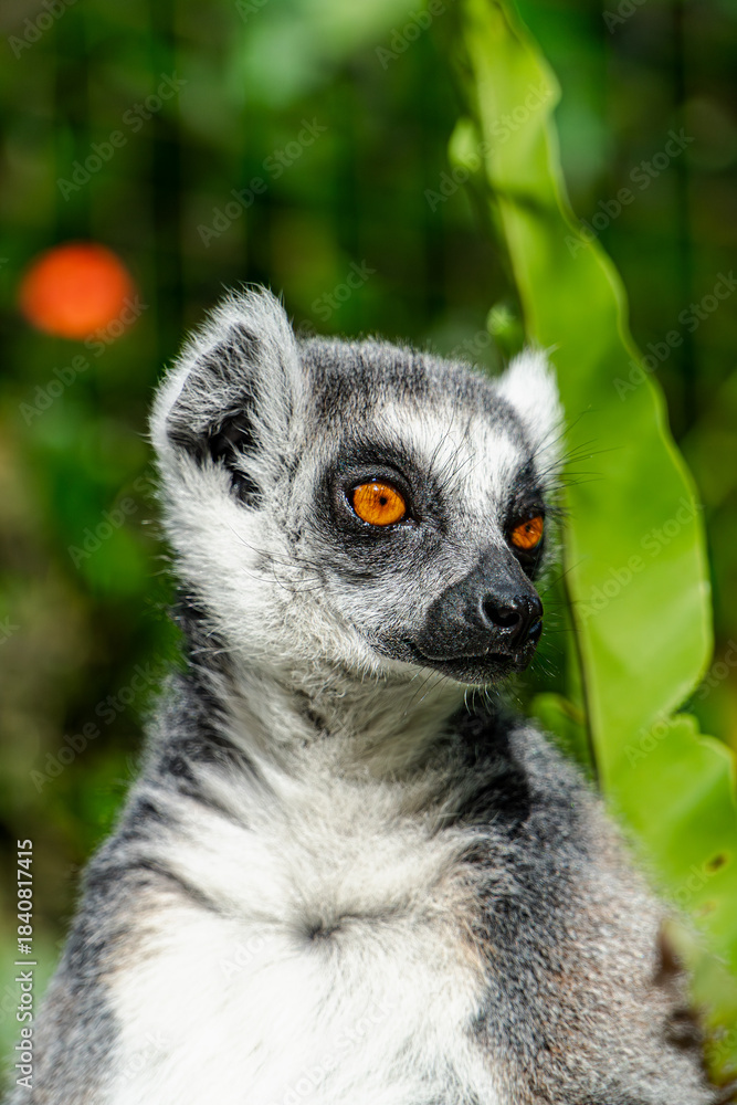 Fototapeta premium Ring-tailed Lemur Portrait: Curious Gaze in Lush Tropical Habitat