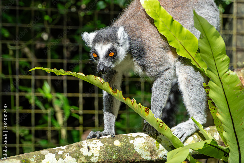 Fototapeta premium Ring-tailed Lemur on Branch: Wildlife Portrait in Lush Tropical Habitat