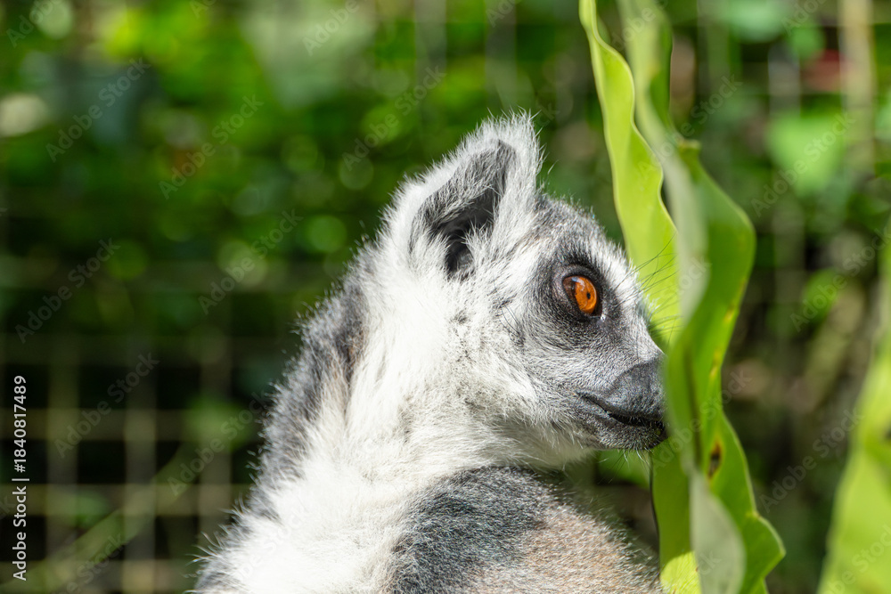 Fototapeta premium Ring-tailed Lemur Portrait: Curious Wildlife in Lush Green Habitat