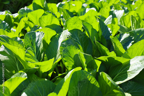 Mature Bok Choy ready for a fresh vegetable harvest