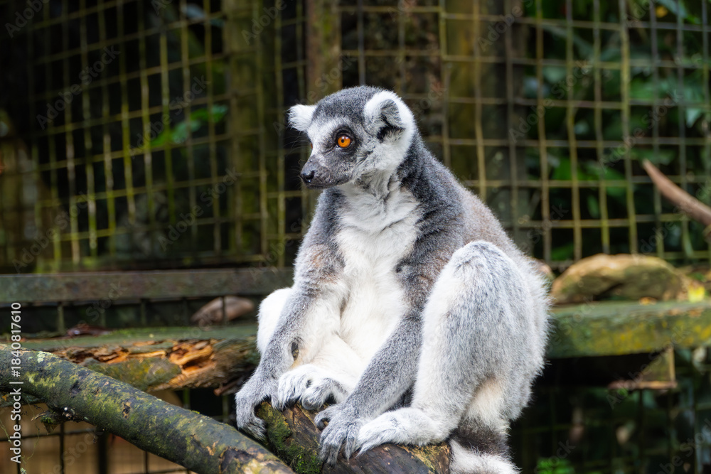 Fototapeta premium Ring-tailed Lemur Resting on Branch in Enclosure