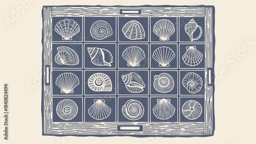 An intricate illustration of various seashells and spiral snailshells arranged in a grid within a decorative wooden frame, rendered in a monochromatic blue-grey style.
