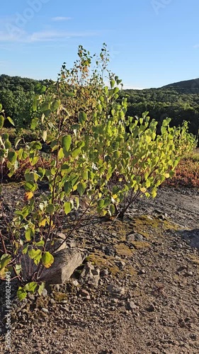 Mountain plants in dry rocky soil blowing in wind vertical video