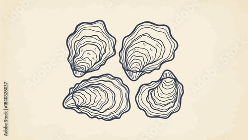 Detailed line art illustration of four oyster shells on a light background, showcasing their unique textures and shapes.