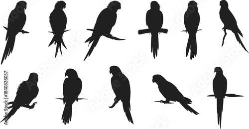 Silhouette collection of parrots sitting on branches vector illustration, tropical birds in various poses, exotic wildlife design for nature and animal themes