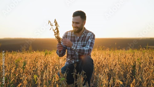 Happy farmer examining ripe soybean crop in field at sunset
