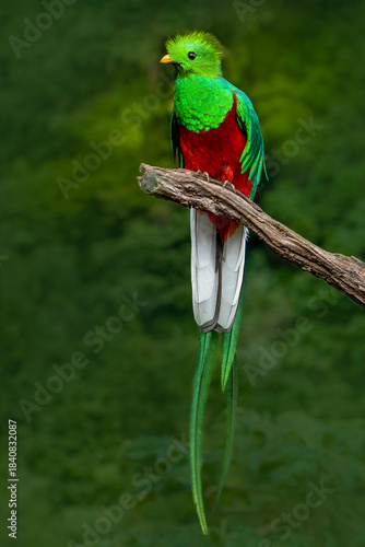 Colorful bird perched on branch