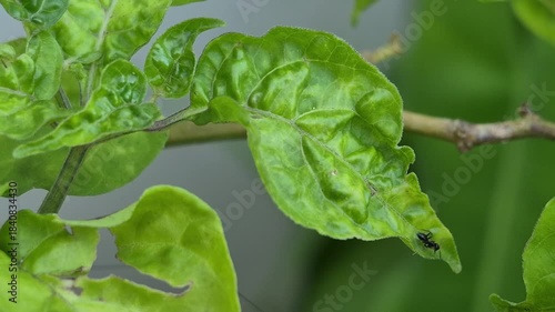 black ant activity on chili plants
