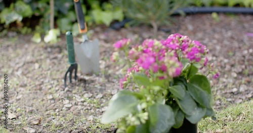 Camera is shifting focus from pink flower blooms to metal garden tools and is showcasing equipment